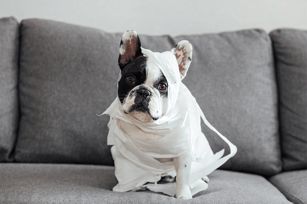 Top 10 Best French Bulldog Websites